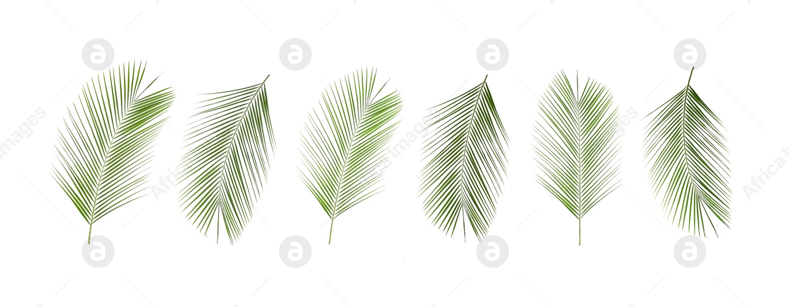 Image of Set of tropical leaves on white background. Banner design