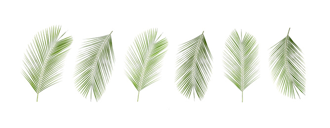 Image of Set of tropical leaves on white background. Banner design