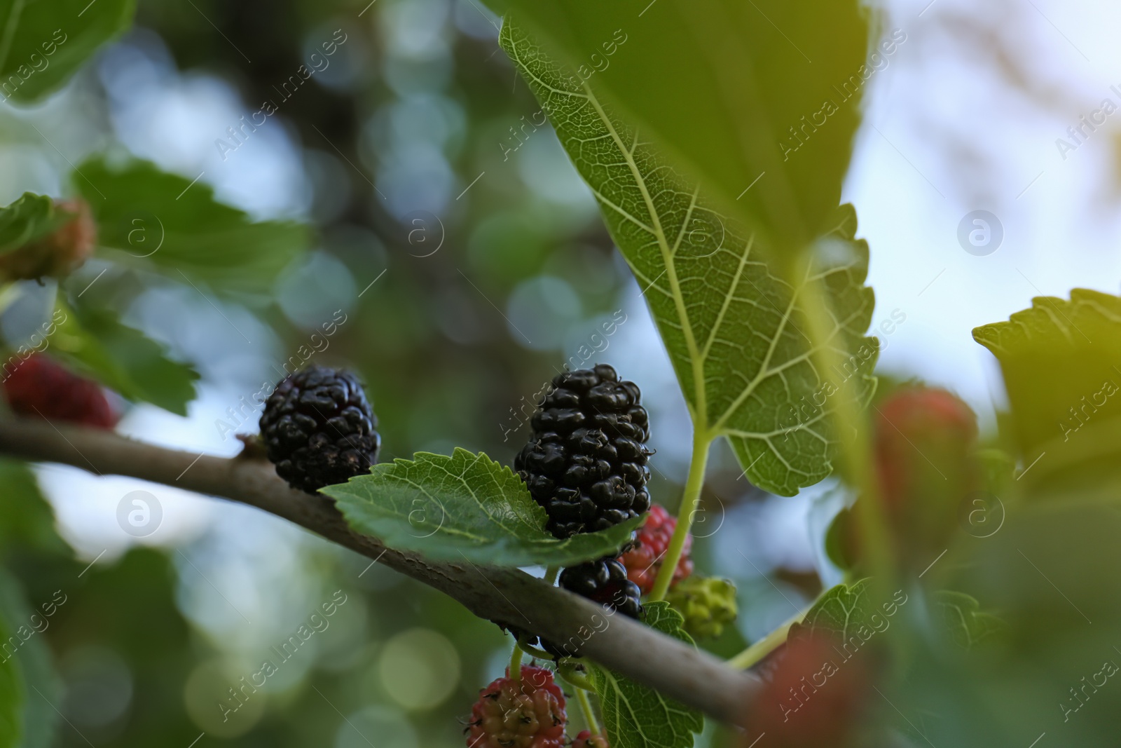Photo of Tree branch with sweet mulberries outdoors, closeup