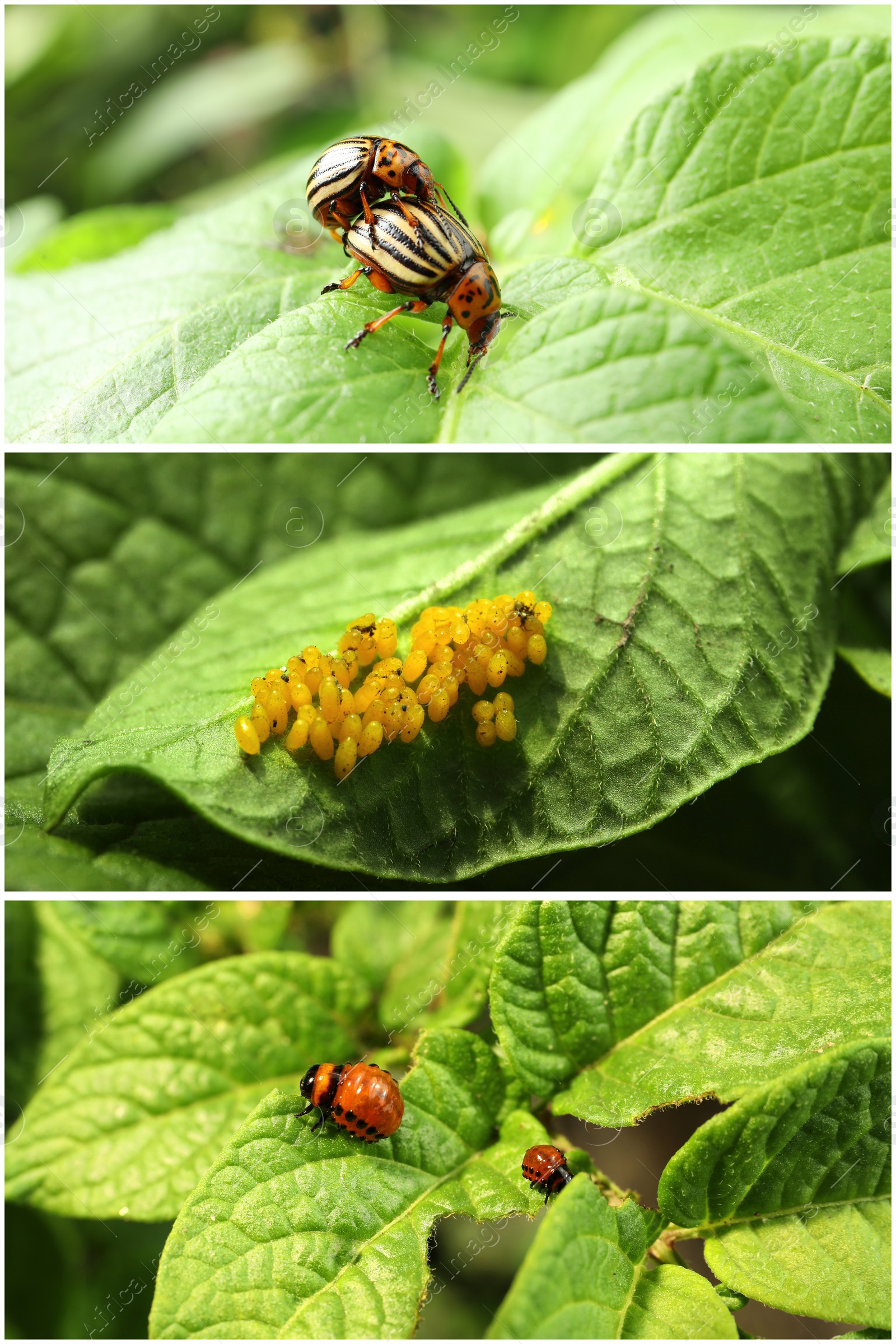 Image of Collage with different photos of Colorado potato beetles on green leaves