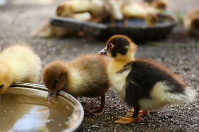 Photo of Cute fluffy ducklings near bowl of water in farmyard