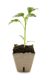 Photo of Green pepper seedling in peat pot isolated on white