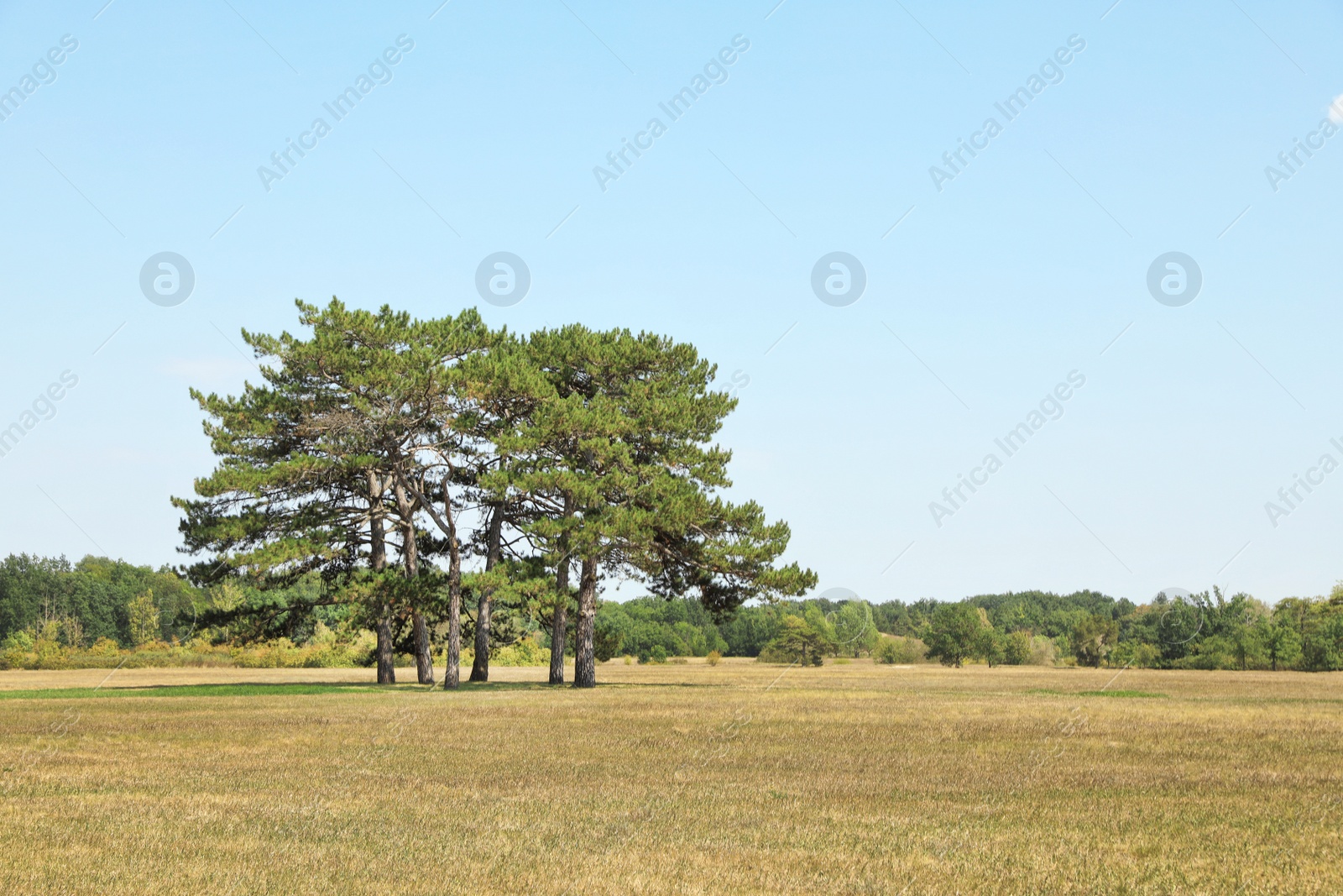 Photo of Beautiful green trees in field on sunny day