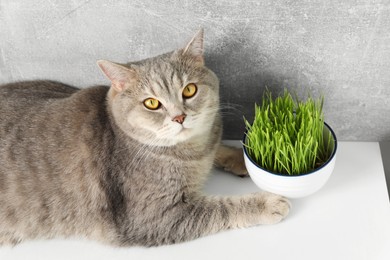 Cute cat near fresh green grass on white surface