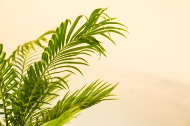 Tropical palm with bright green leaves on light background