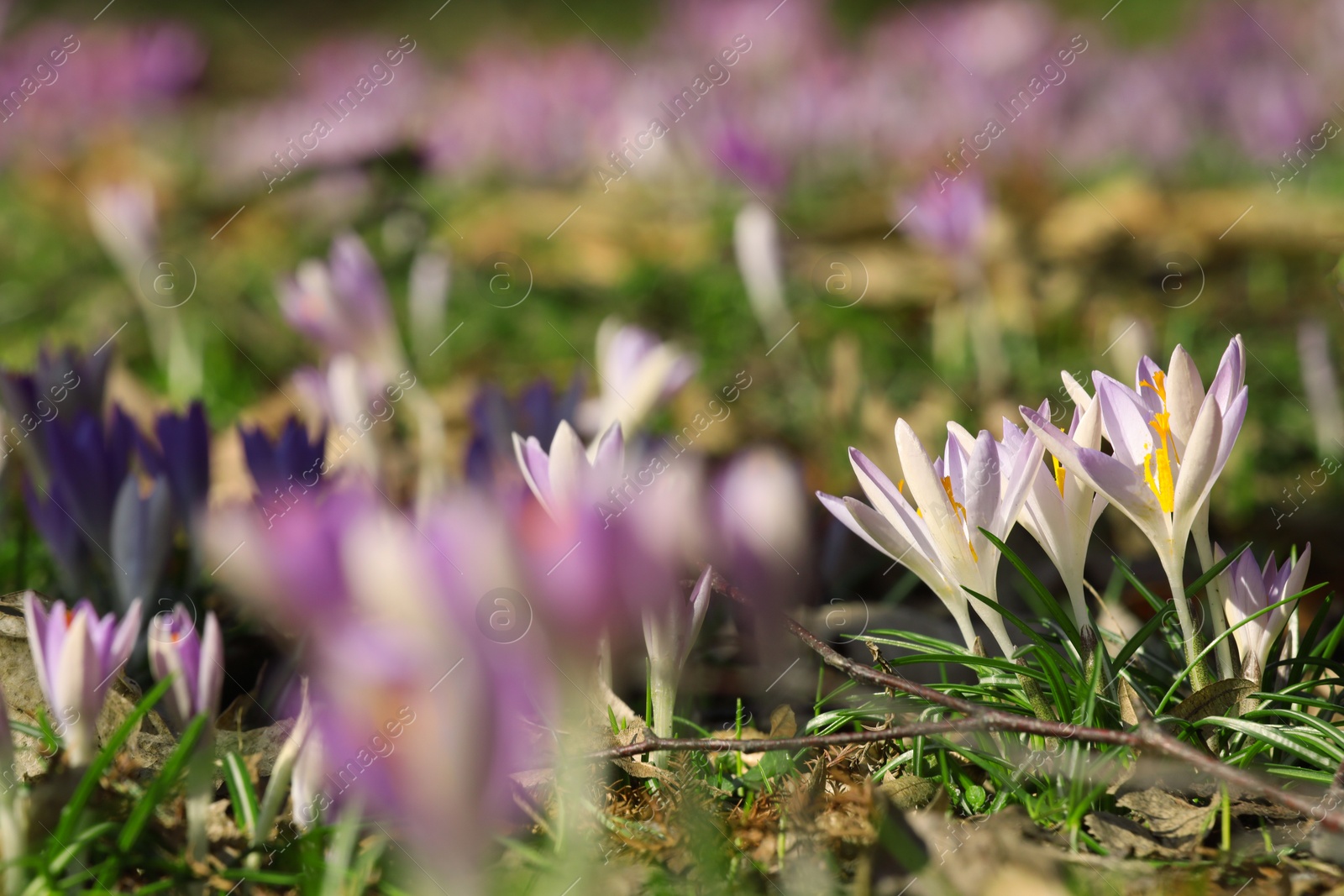 Photo of Beautiful crocus flowers growing outdoors, closeup view