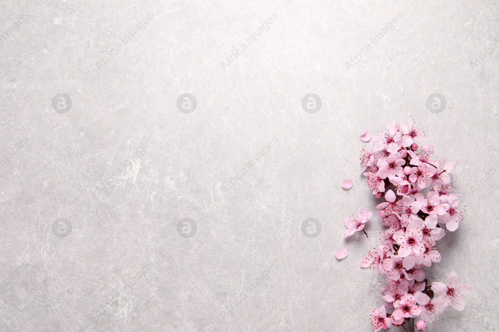 Photo of Sakura tree branch with beautiful pink blossoms on light stone table, flat lay. Space for text