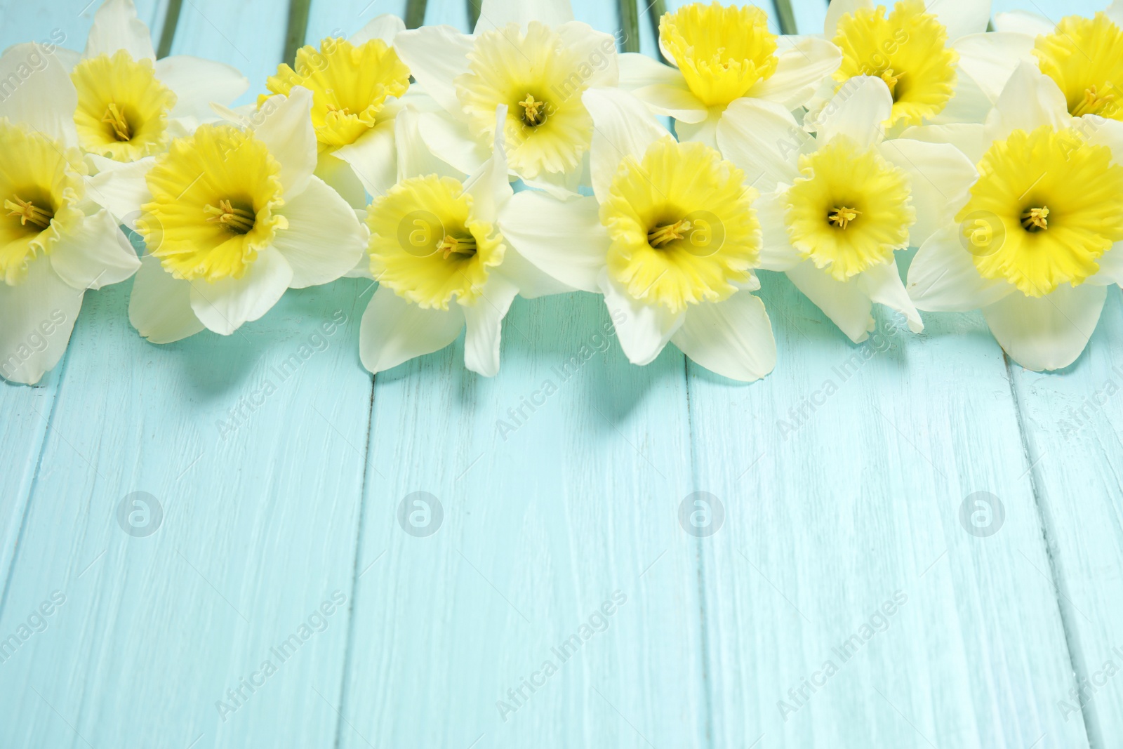 Photo of Composition with daffodils and space for text on wooden background. Fresh spring flowers