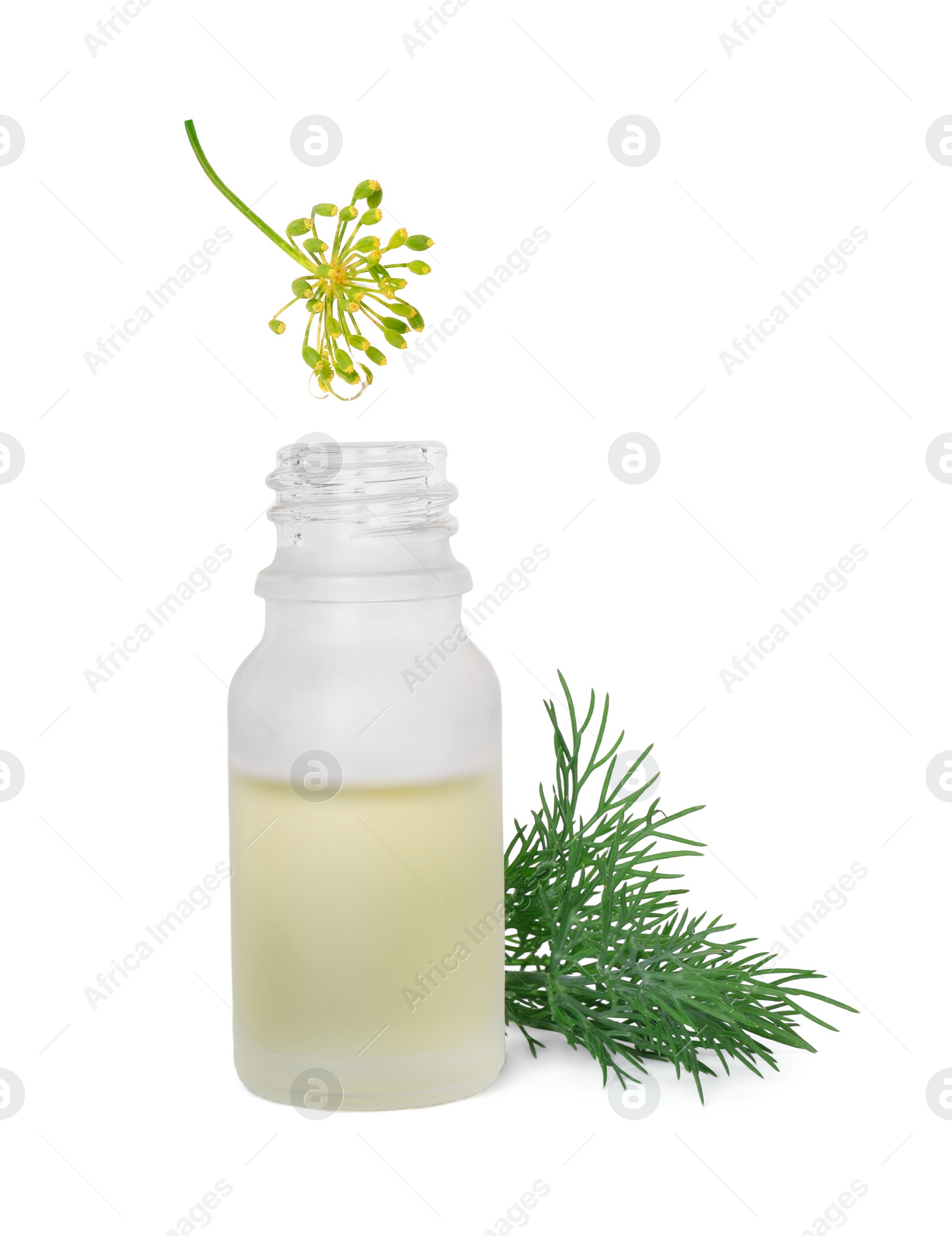 Photo of Bottle of essential oil and fresh dill isolated on white