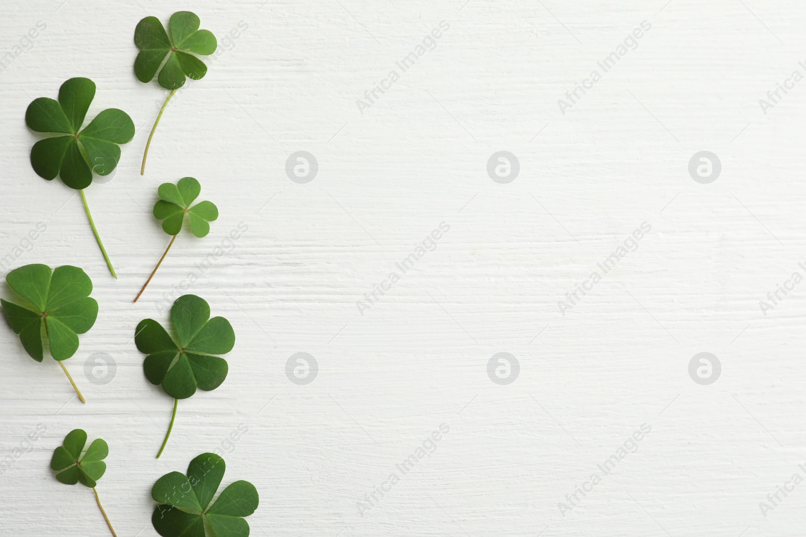 Photo of Clover leaves on white wooden table, flat lay with space for text. St. Patrick's Day symbol