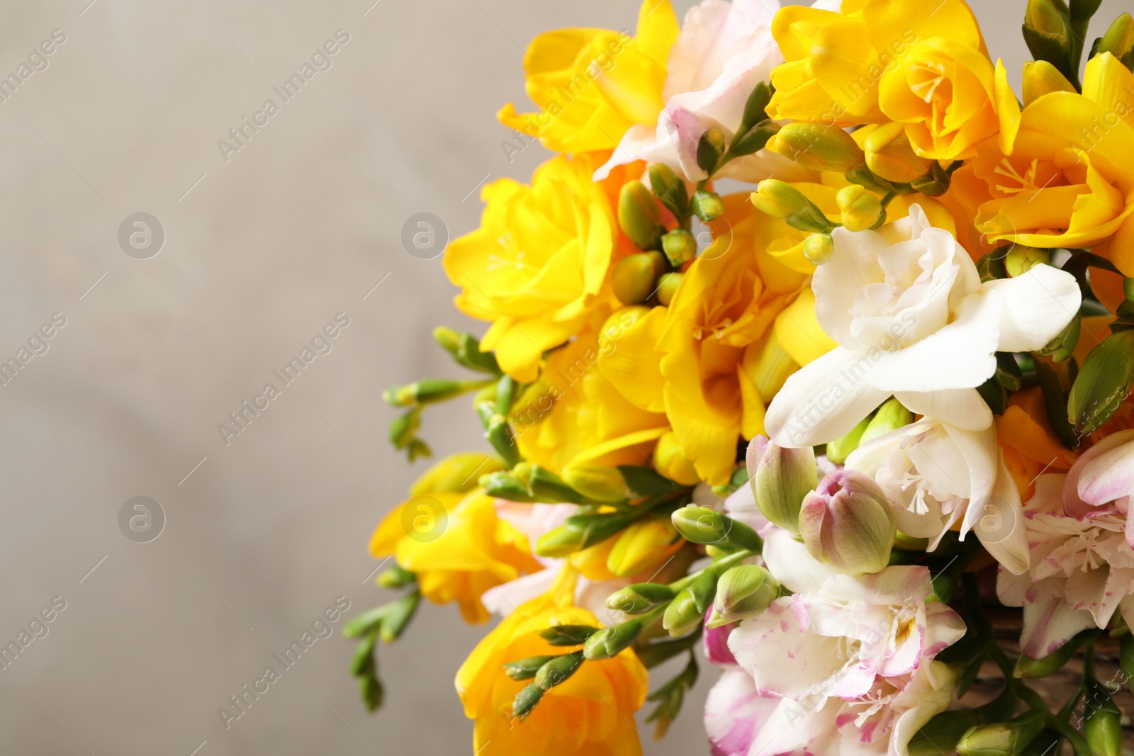 Photo of Beautiful blooming freesias against grey background, closeup. Space for text