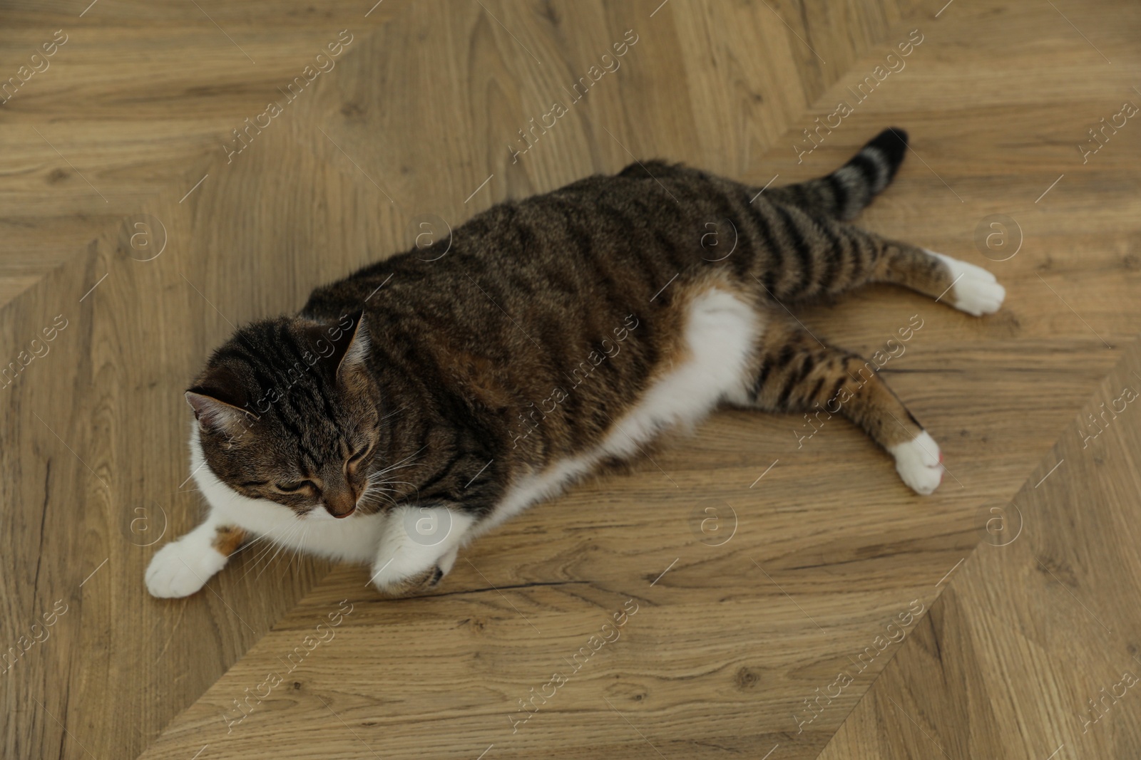 Photo of Cute cat resting on warm floor at home. Heating system