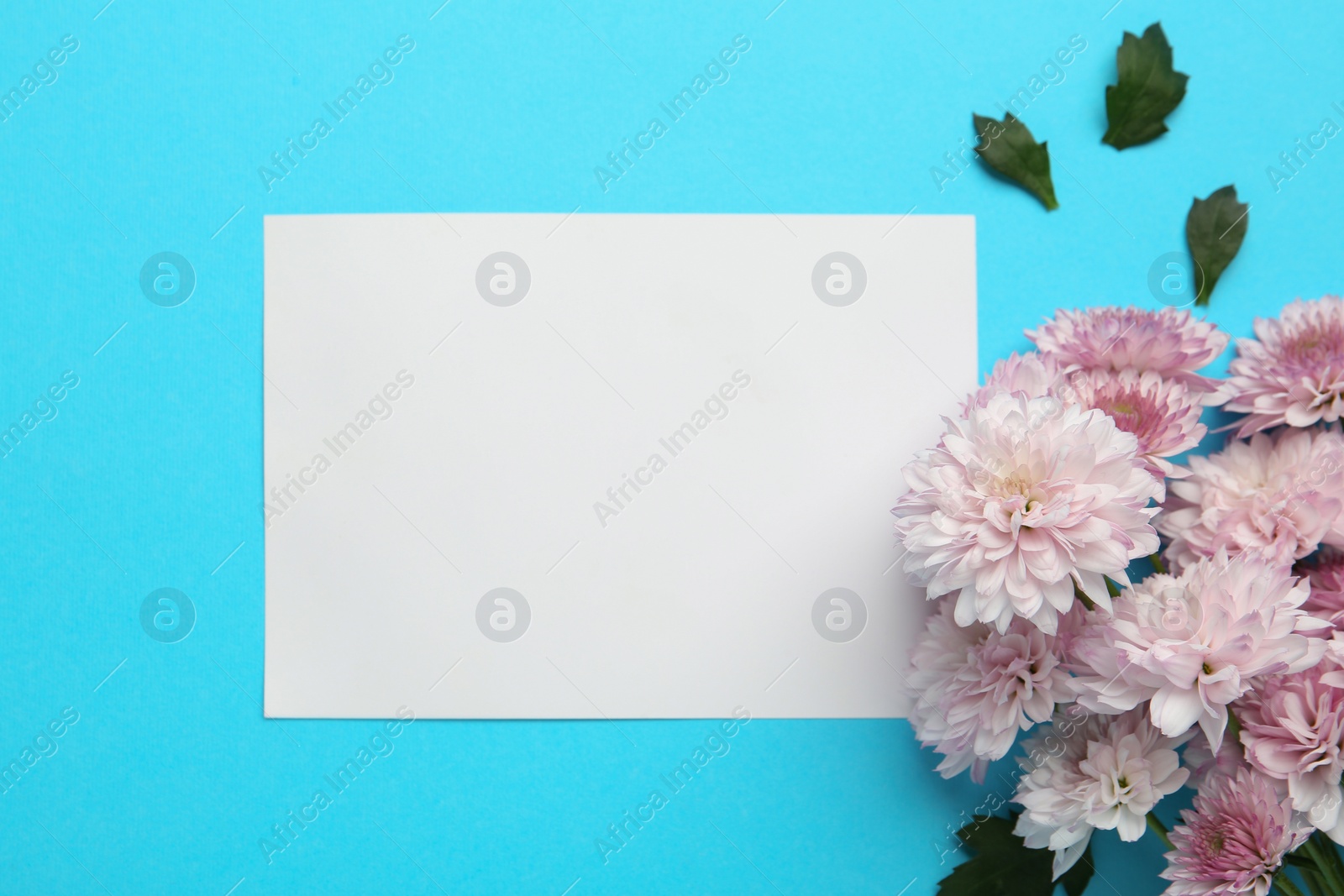Photo of Beautiful chrysanthemum flowers and blank card on light blue background, flat lay. Space for text