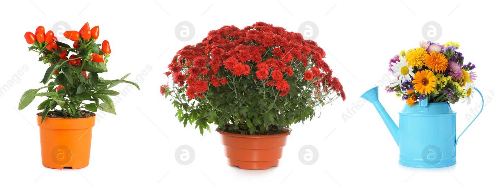 Image of Set of different blooming plants in flower pots on white background, banner design