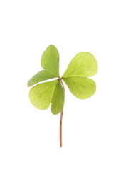 Photo of Fresh clover leaf isolated on white. St. Patrick's Day celebration