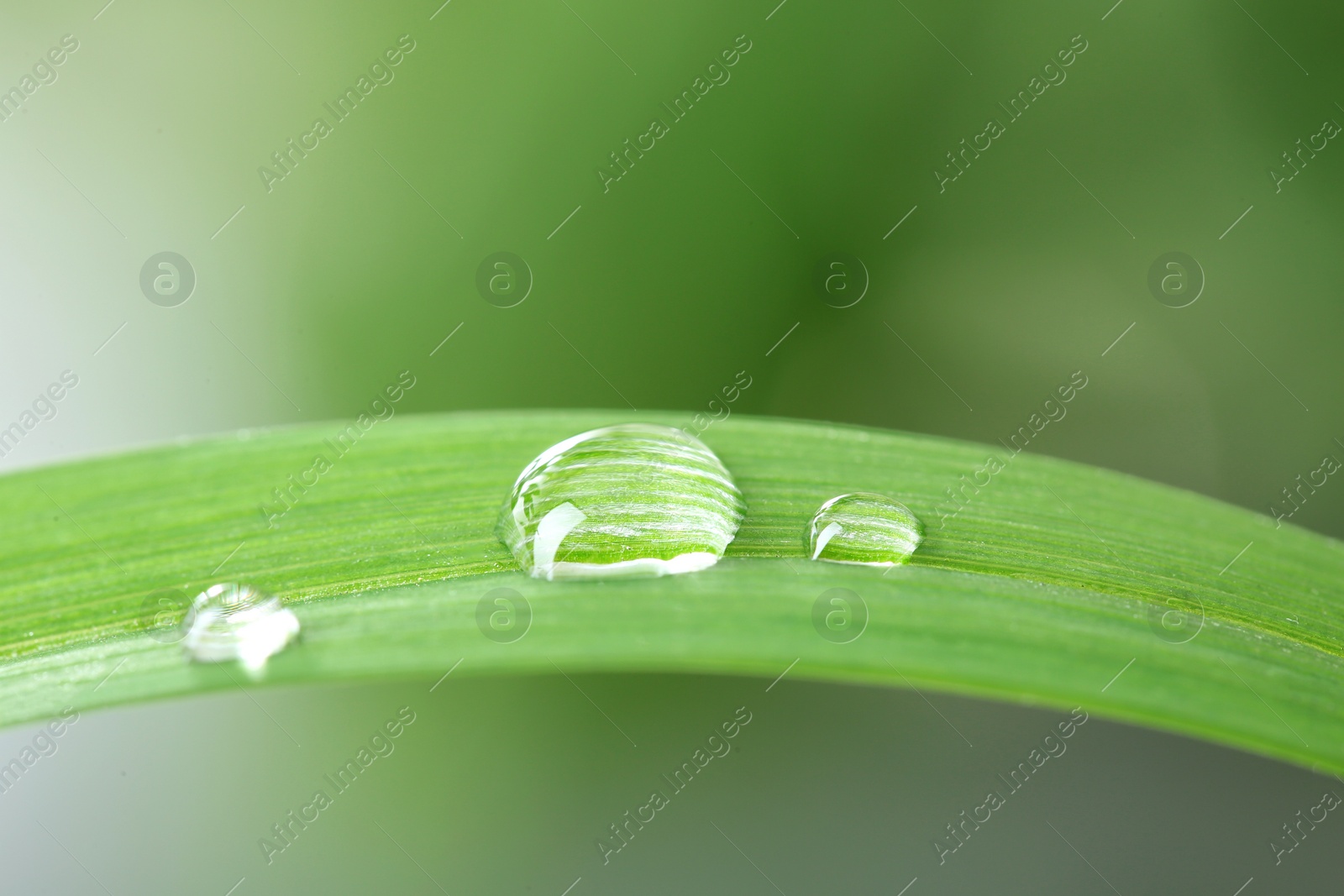 Photo of Water drops on green leaf against blurred background