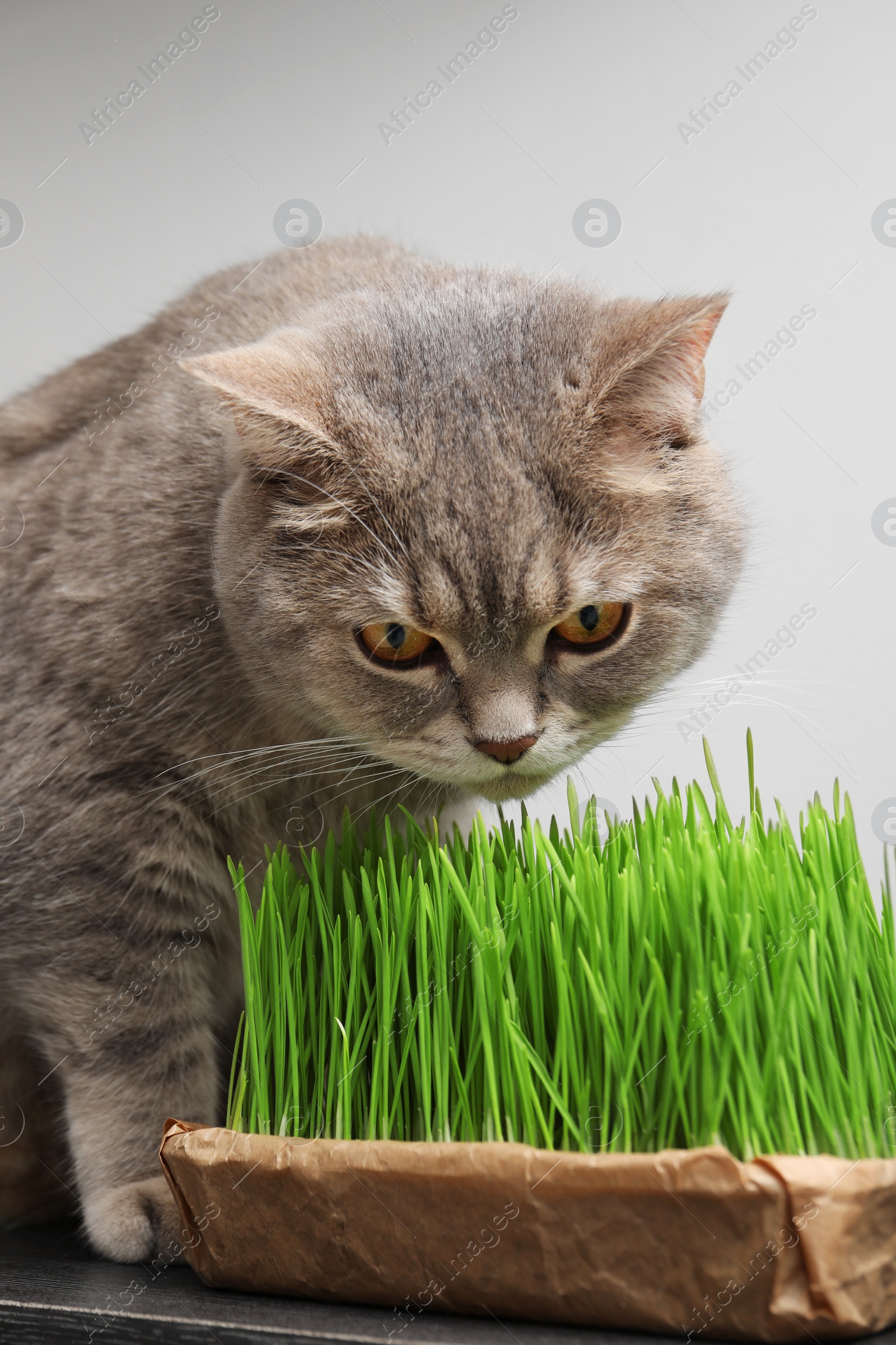 Photo of Cute cat near fresh green grass on desk indoors