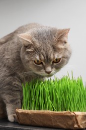 Photo of Cute cat near fresh green grass on desk indoors