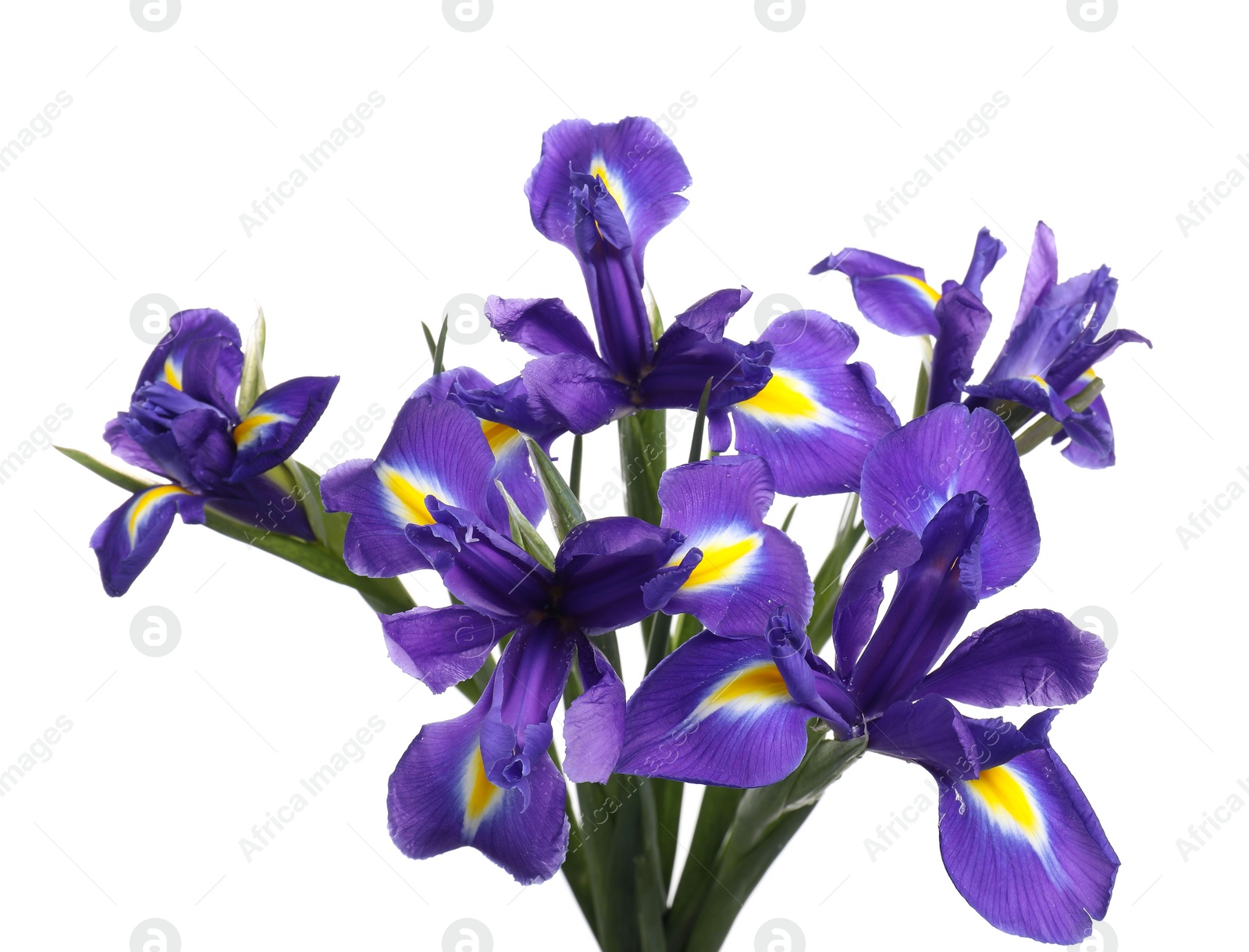 Photo of Beautiful violet iris flowers isolated on white