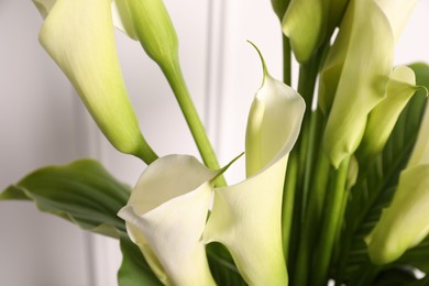 Beautiful calla lily flowers on white background, closeup