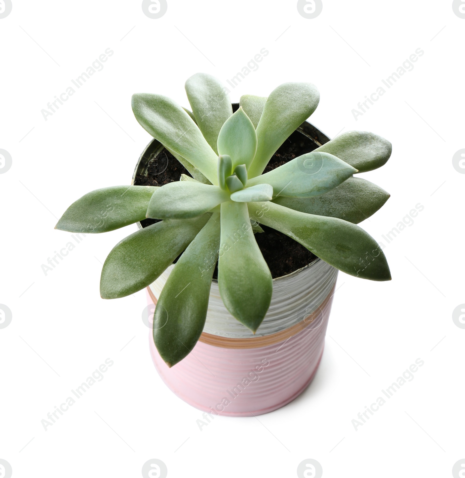 Photo of Beautiful succulent plant in painted tin can isolated on white. Home decor