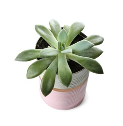 Beautiful succulent plant in painted tin can isolated on white. Home decor