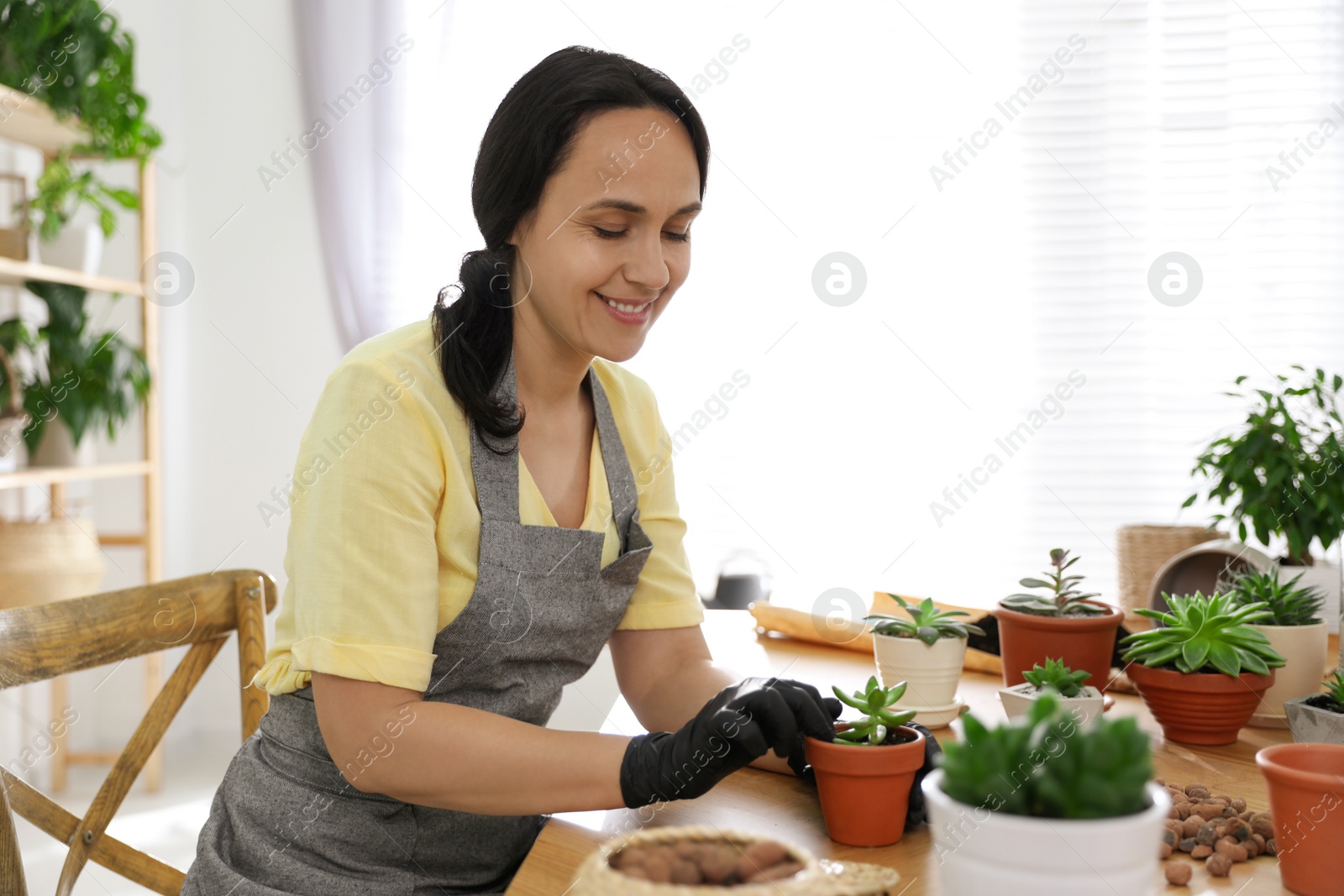 Photo of Mature woman potting succulent plant at home. Engaging hobby