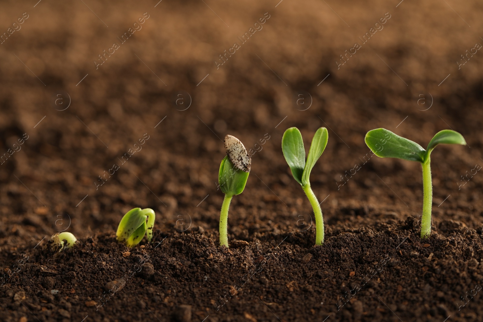 Photo of Little green seedlings growing in fertile soil