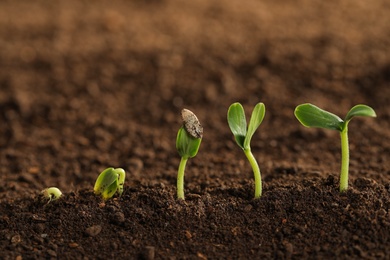 Photo of Little green seedlings growing in fertile soil