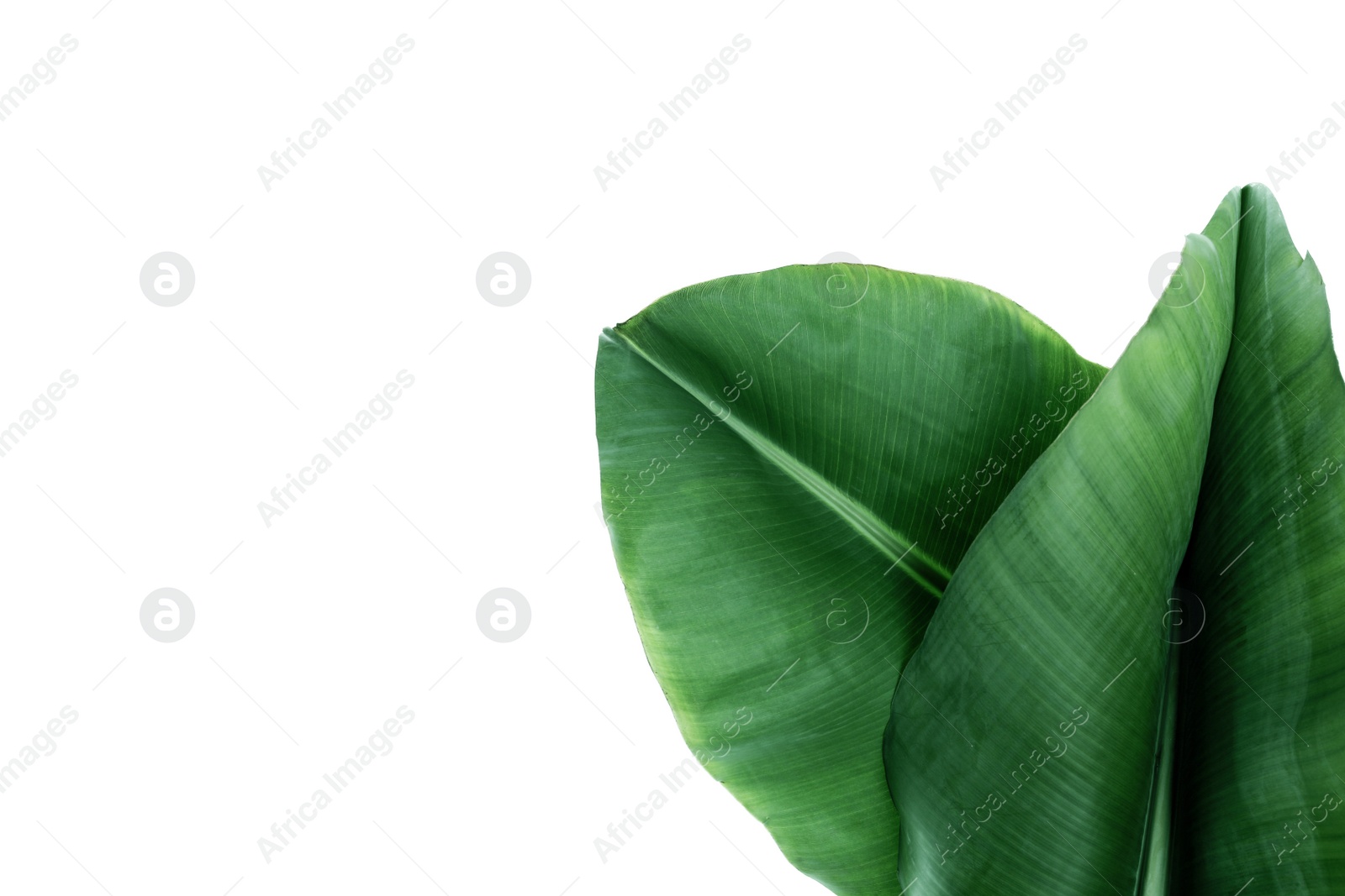 Photo of Fresh green banana leaves on white background, top view. Tropical foliage