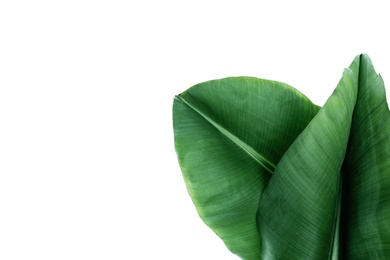 Photo of Fresh green banana leaves on white background, top view. Tropical foliage