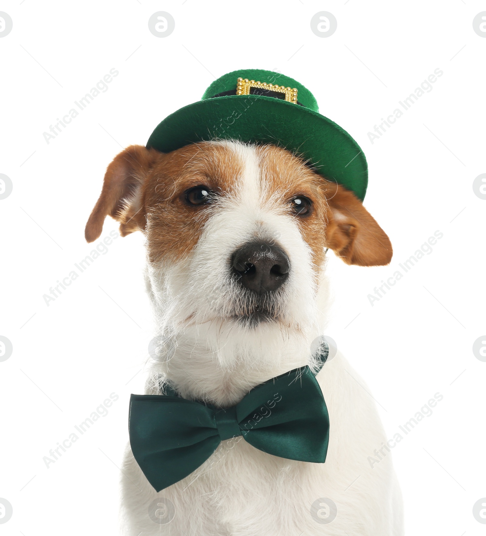 Photo of Jack Russell terrier with leprechaun hat and bow tie on white background. St. Patrick's Day