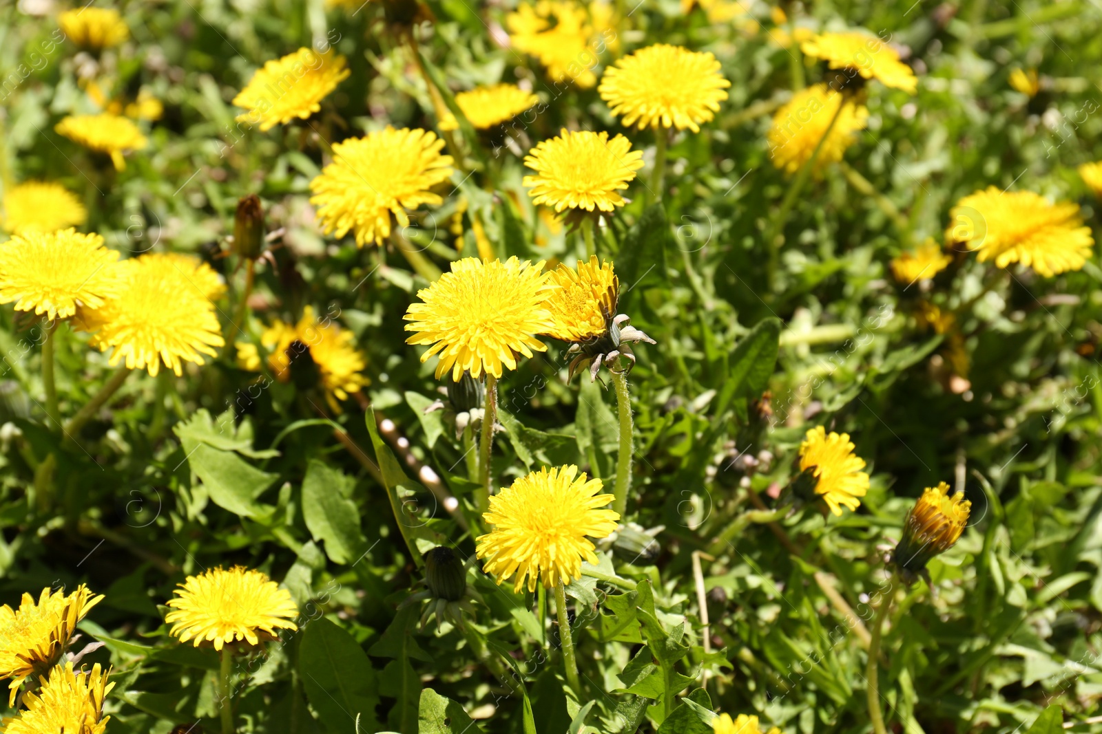 Photo of Beautiful blooming dandelions in green meadow, closeup