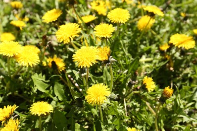 Beautiful blooming dandelions in green meadow, closeup