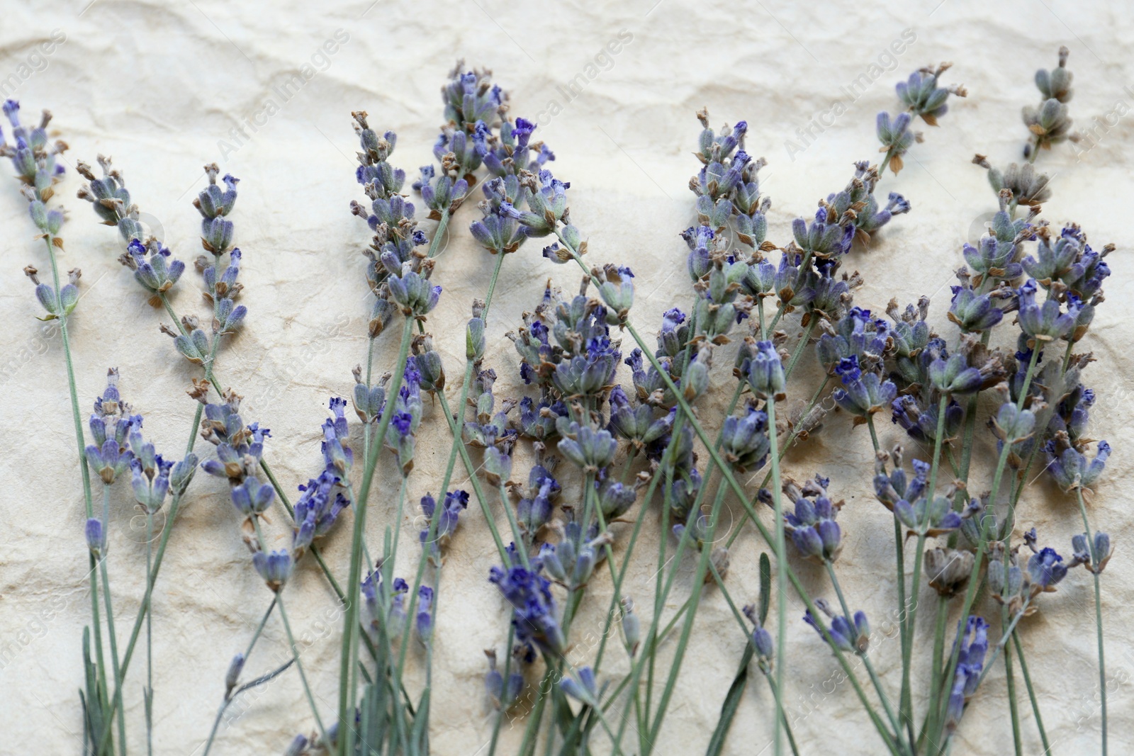 Photo of Beautiful lavender flowers on white crumpled paper, above view
