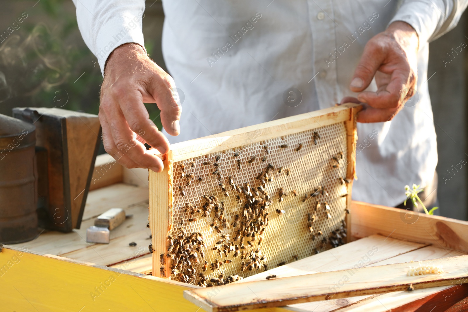 Photo of Beekeeper taking frame from hive at apiary, closeup