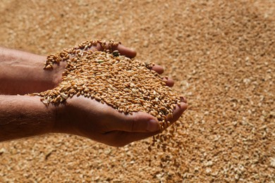 Photo of Man holding wheat over grains, closeup view