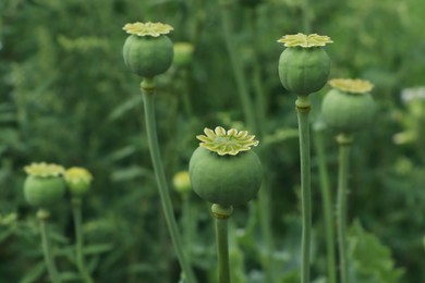 Green poppy heads growing in field, closeup