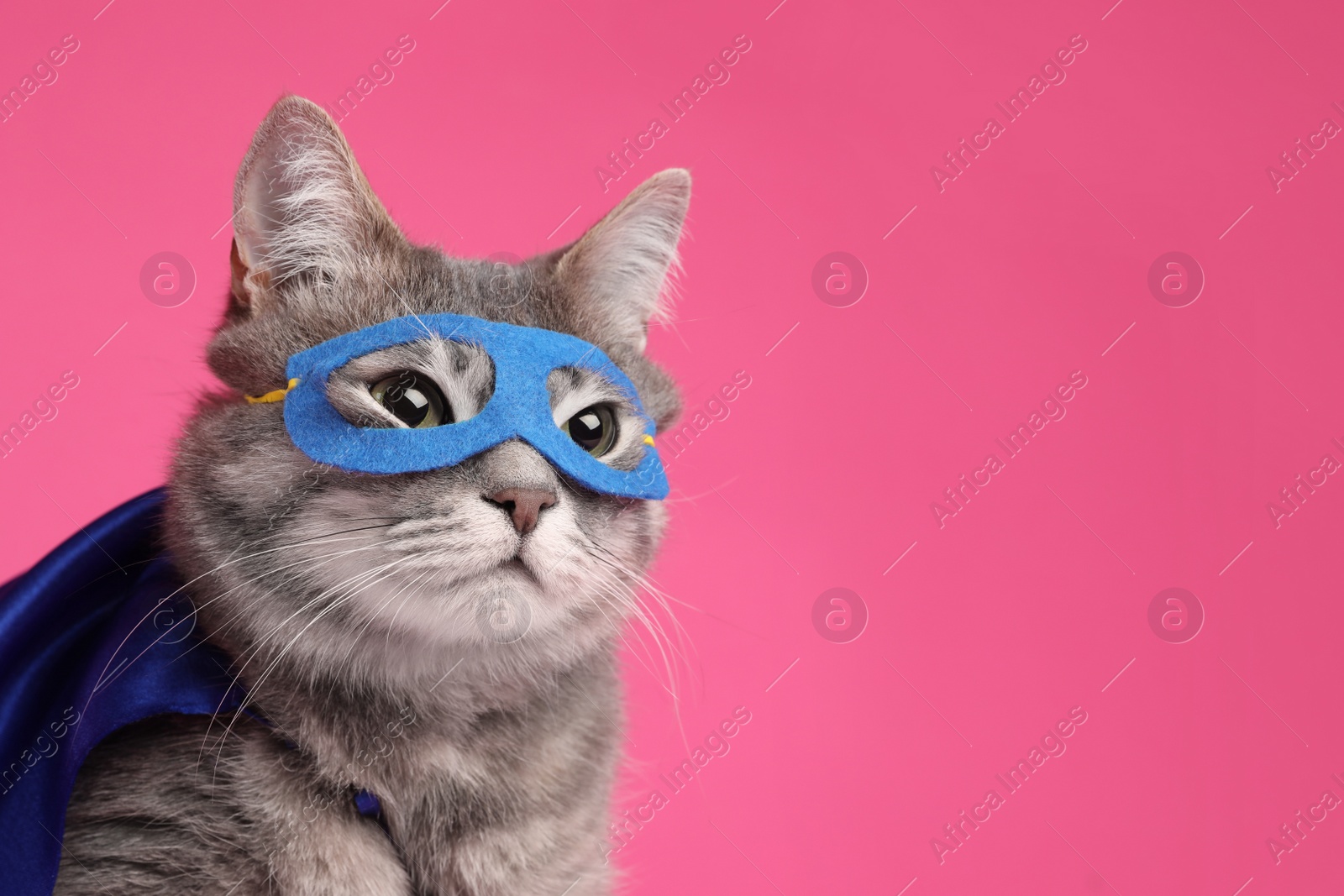 Photo of Adorable cat in blue superhero cape and mask on pink background, space for text