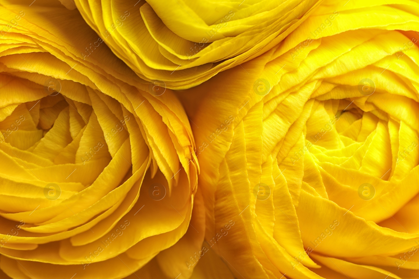 Photo of Beautiful fresh ranunculus flowers as background, closeup view. Floral decor