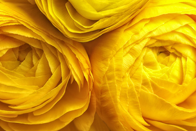 Photo of Beautiful fresh ranunculus flowers as background, closeup view. Floral decor