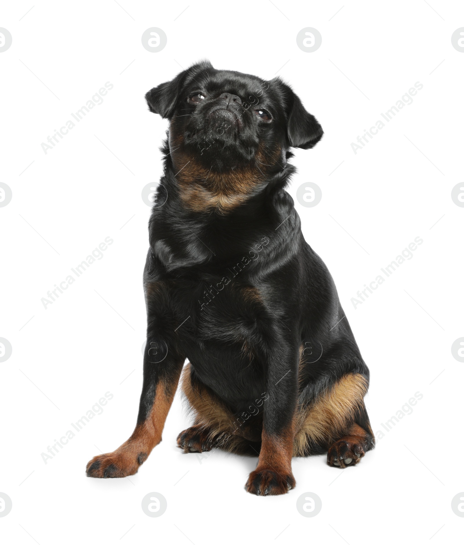 Photo of Adorable black Petit Brabancon dog sitting on white background