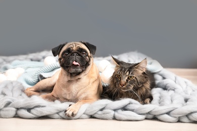 Photo of Cute cat and pug dog with blankets on floor at home. Cozy winter