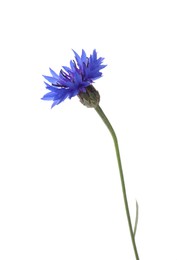 Photo of Beautiful light blue cornflower plant isolated on white