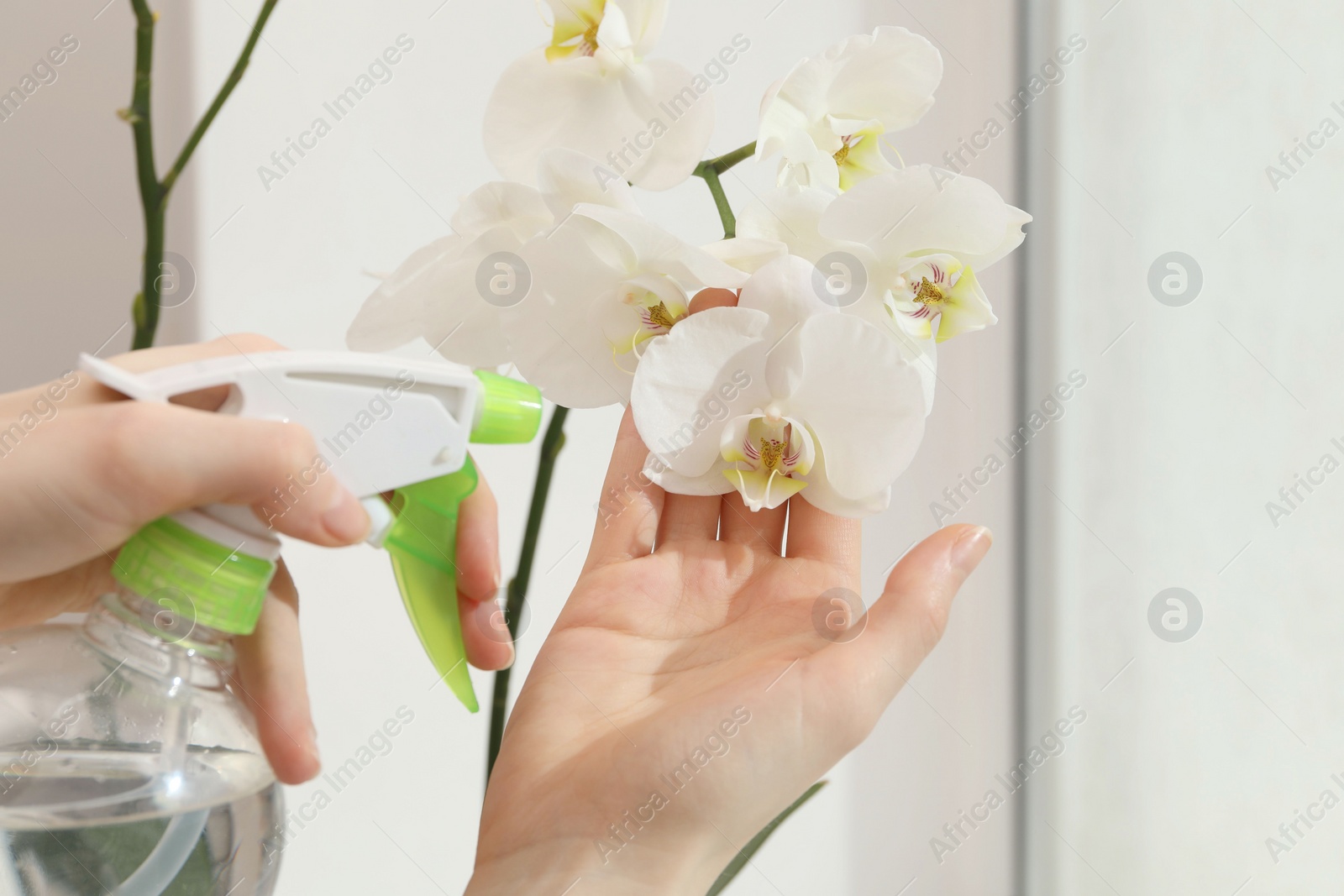 Photo of Woman spraying blooming white orchid flowers with water near window, closeup