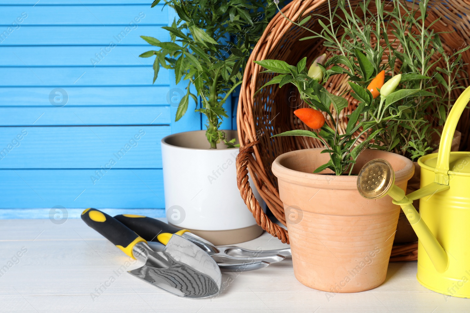 Photo of Beautiful plants and gardening tools on white wooden table near light blue wall