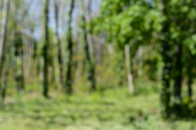 Photo of Park with trees on sunny day, blurred view. Bokeh effect