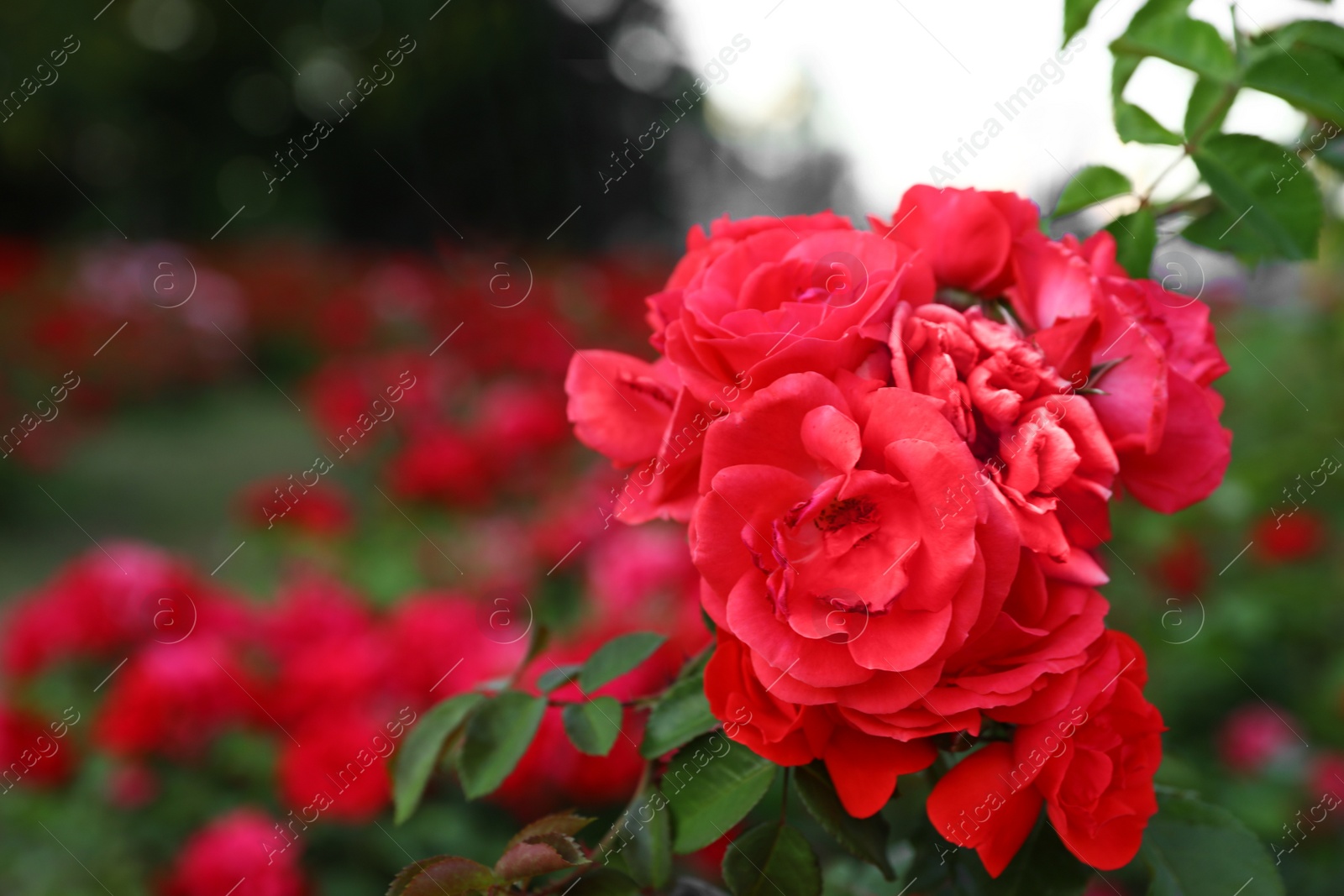 Photo of Beautiful garden flowers outdoors, space for text. Amazing nature in summer