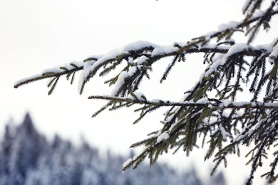 Photo of Fir tree branches covered with snow outdoors on winter day, closeup