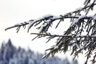 Fir tree branches covered with snow outdoors on winter day, closeup